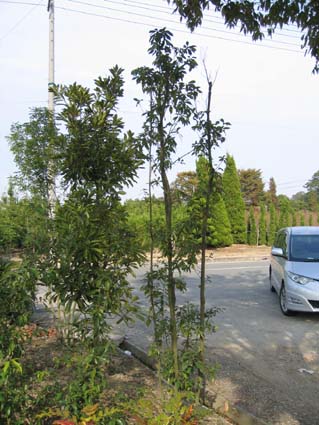 bougasi-2.jpg