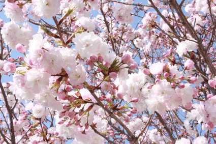 sakura.gif
