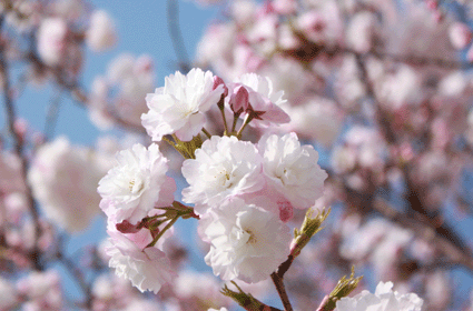sakura2.gif